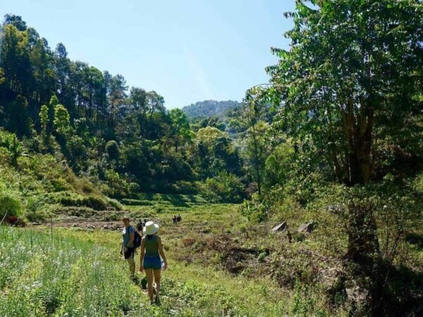Lampang elephants conservation center homestay 3 Days
